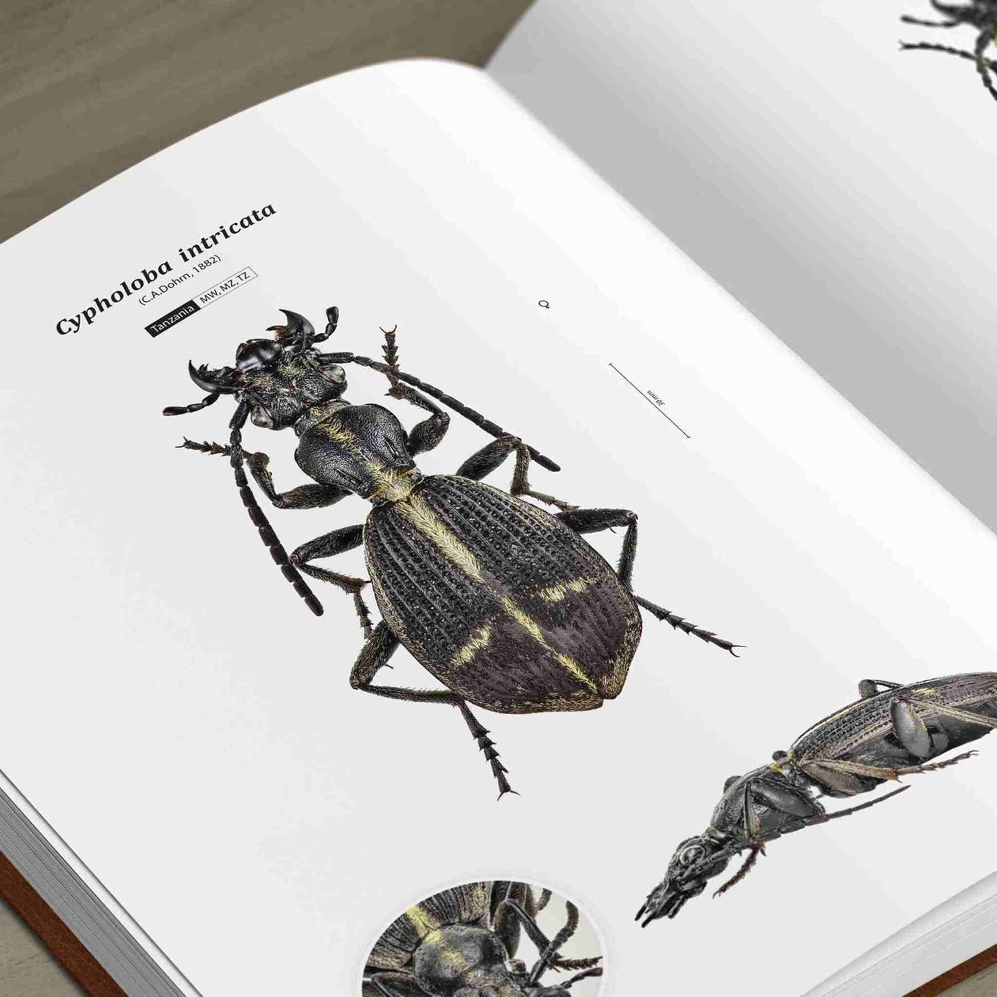 Střevlíci Afriky - Anthia, Carabidae