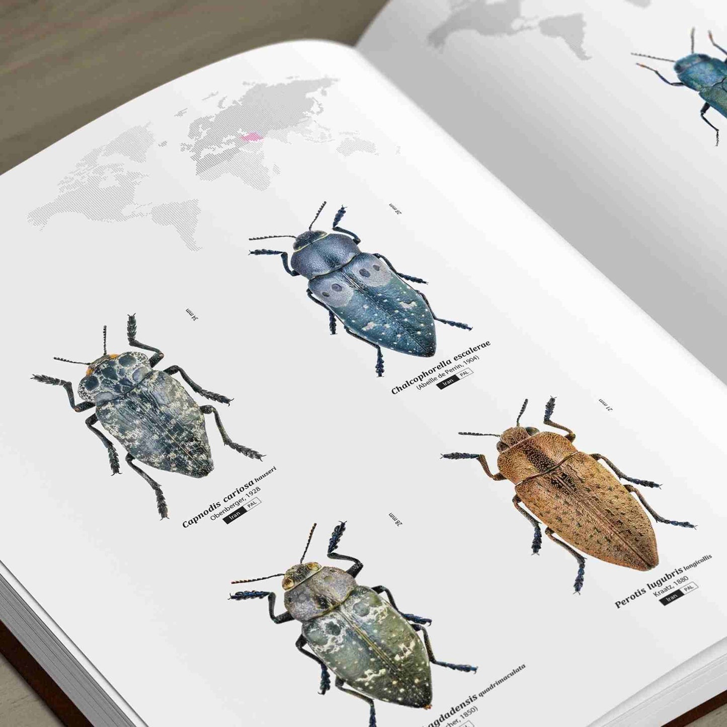 Krasci - Nejkrásnější brouci, Buprestidae