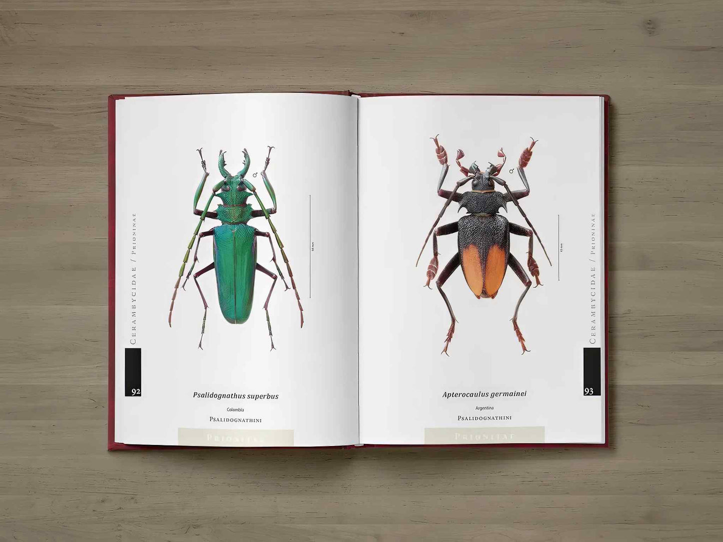 Piluny - Největší tesaříci světa, Cerambycidae