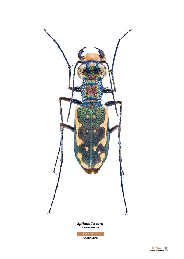 Spilodella cora