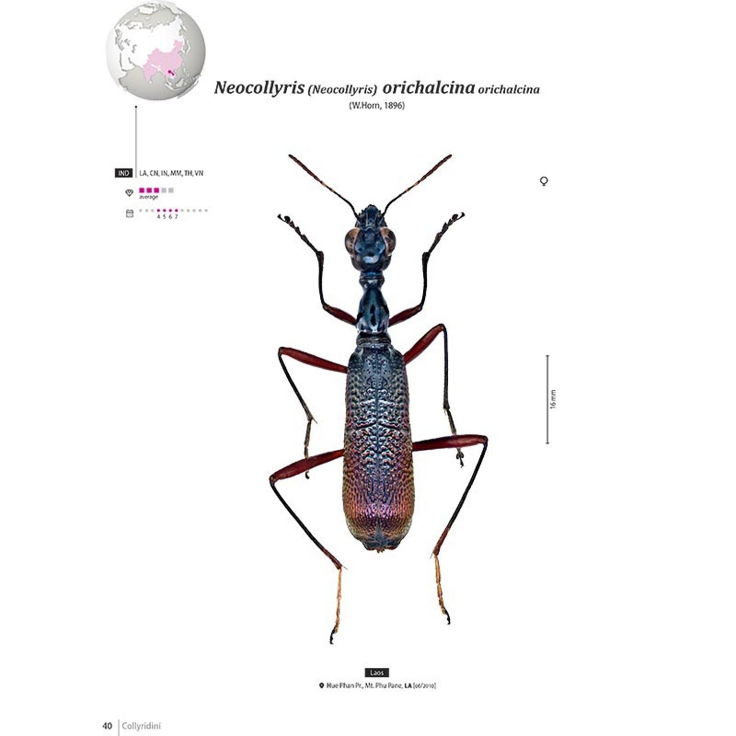 Svižníci Orientu, Cicindelidae