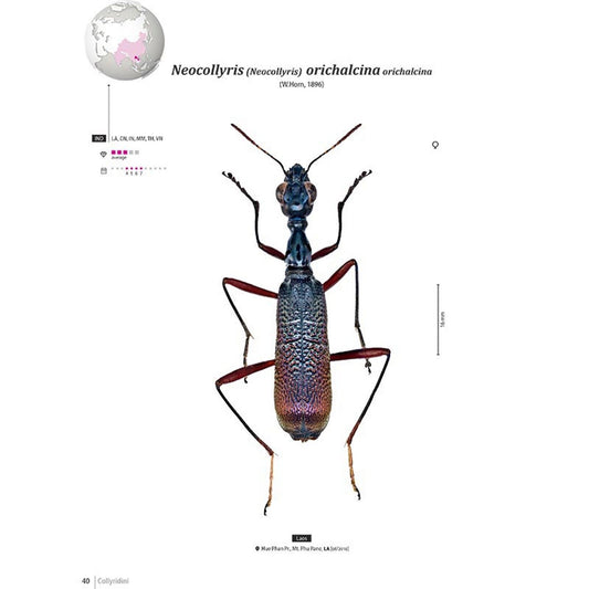 Svižníci Orientu, Cicindelidae