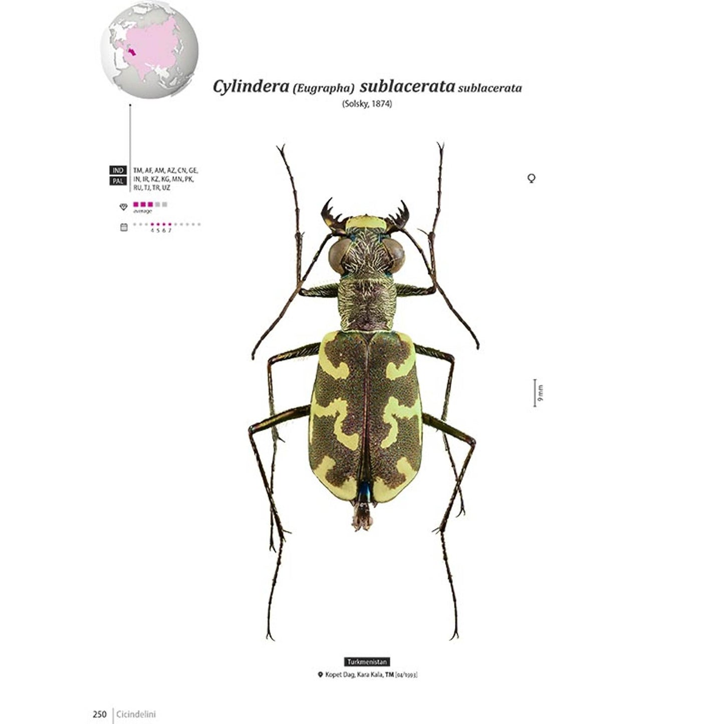 Svižníci Orientu, Cicindelidae