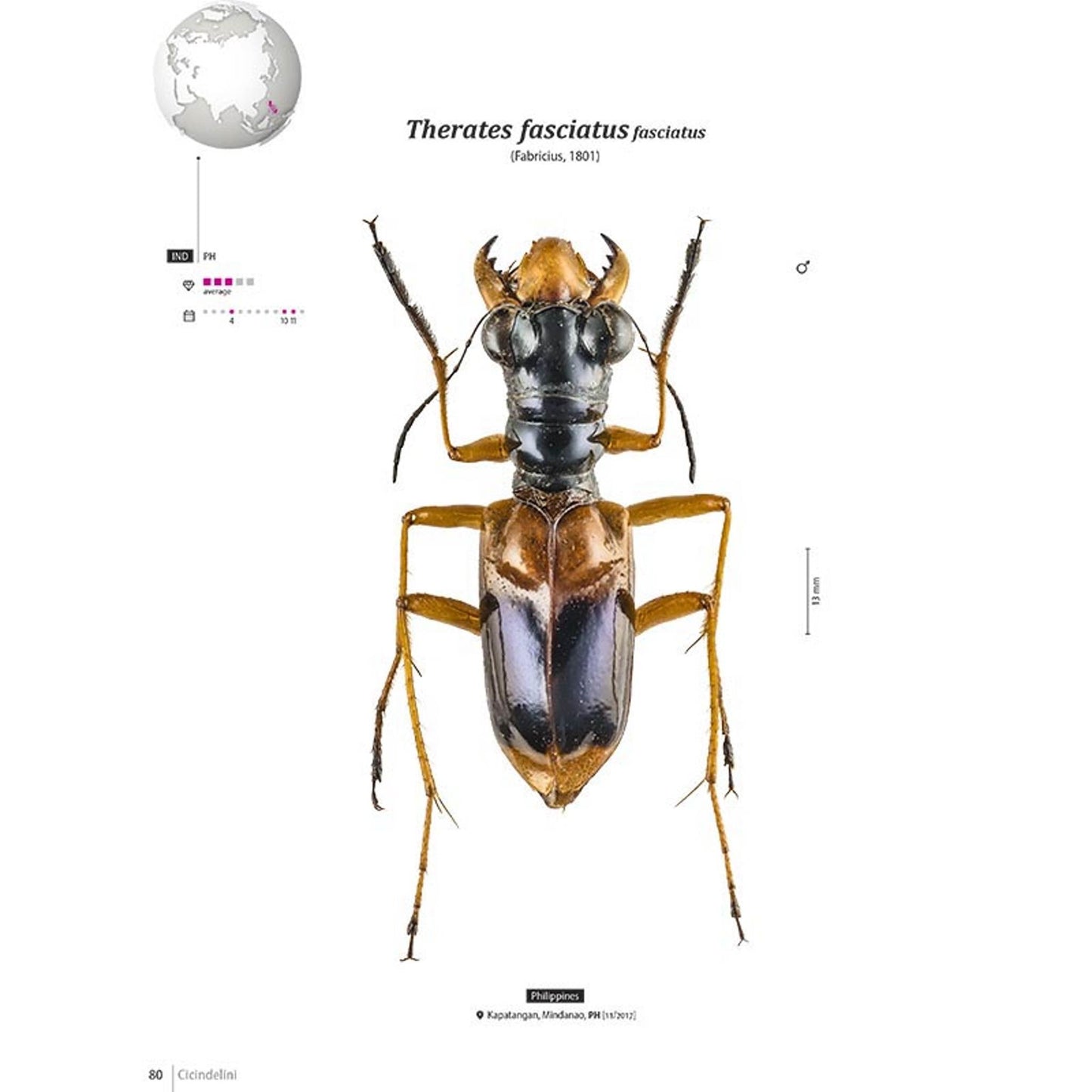 Svižníci Orientu, Cicindelidae