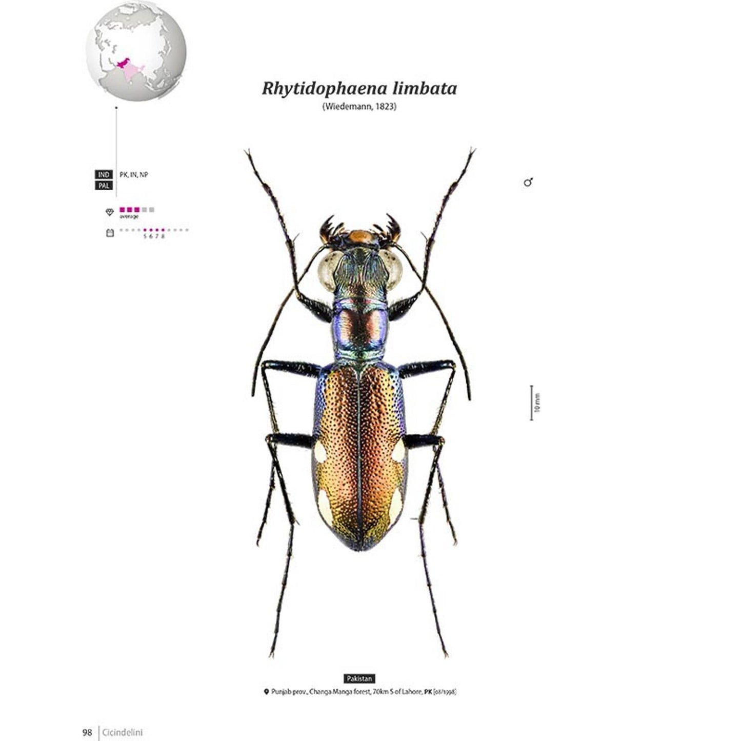 Svižníci Orientu, Cicindelidae
