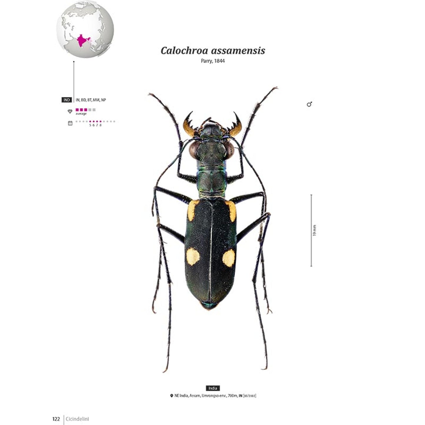 Svižníci Orientu, Cicindelidae