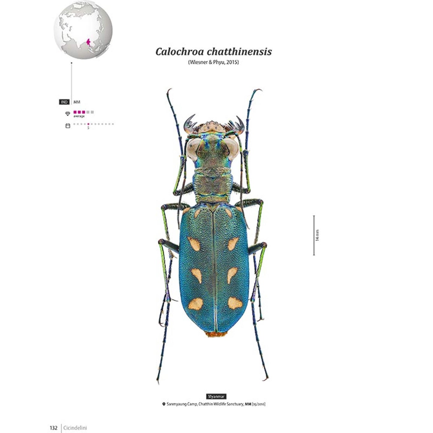 Svižníci Orientu, Cicindelidae