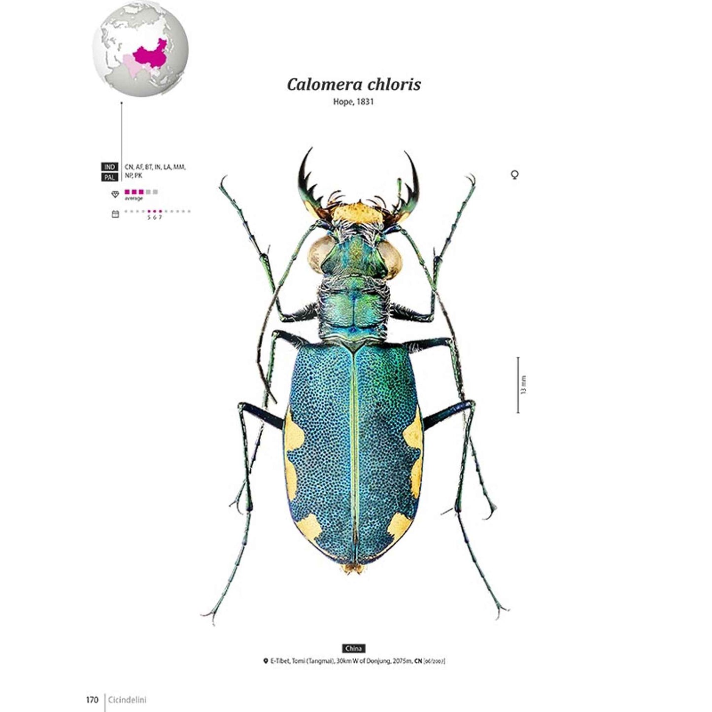 Svižníci Orientu, Cicindelidae
