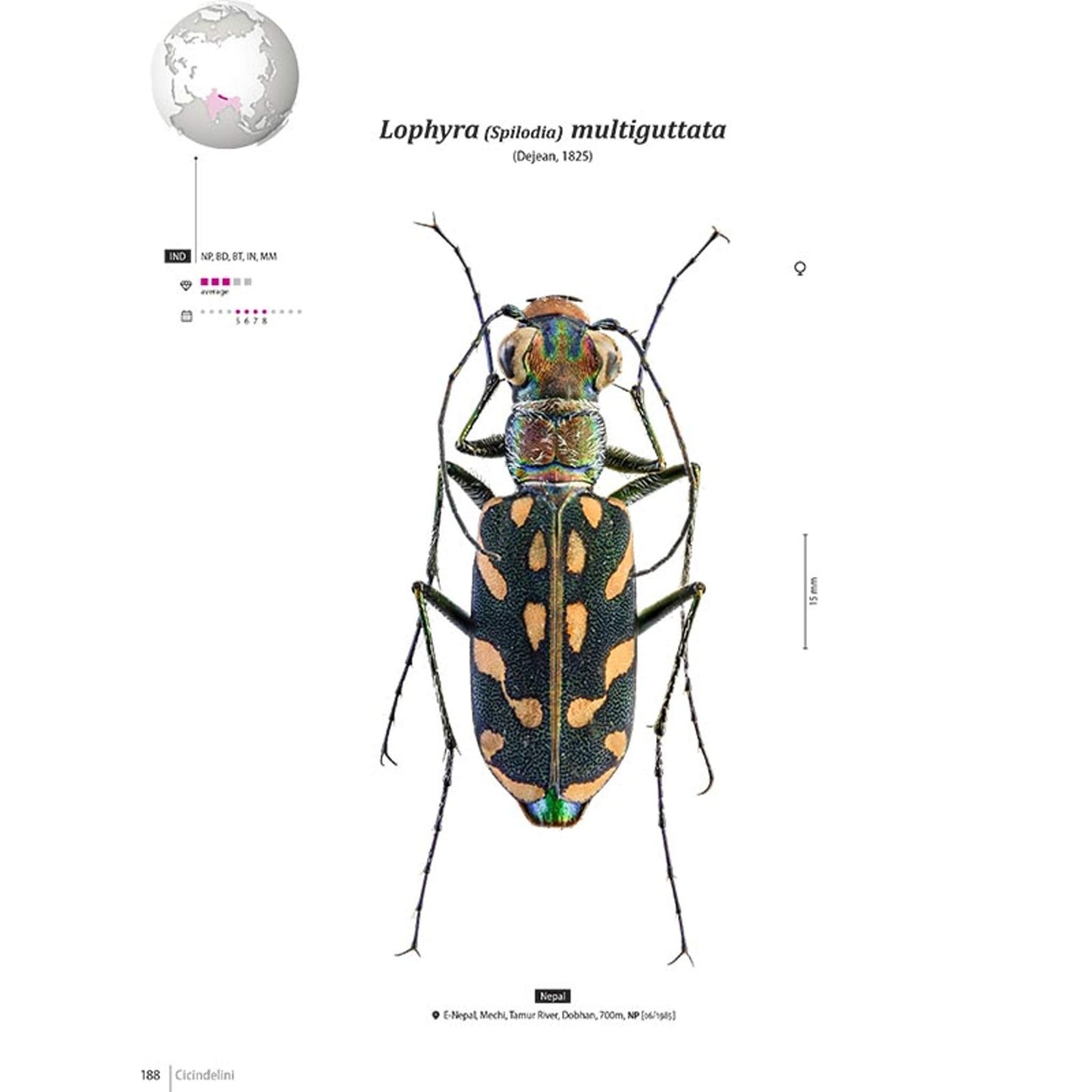 Svižníci Orientu, Cicindelidae