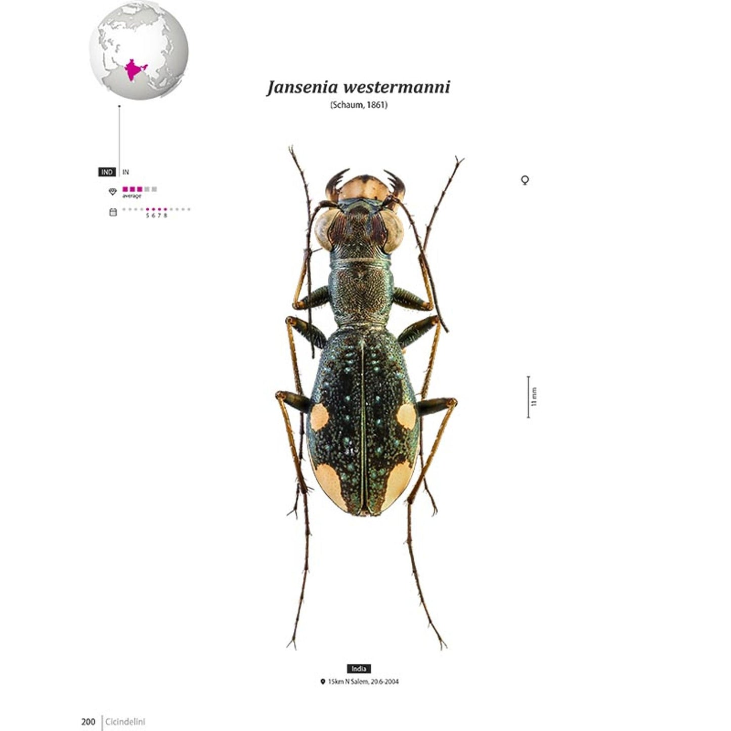 Svižníci Orientu, Cicindelidae