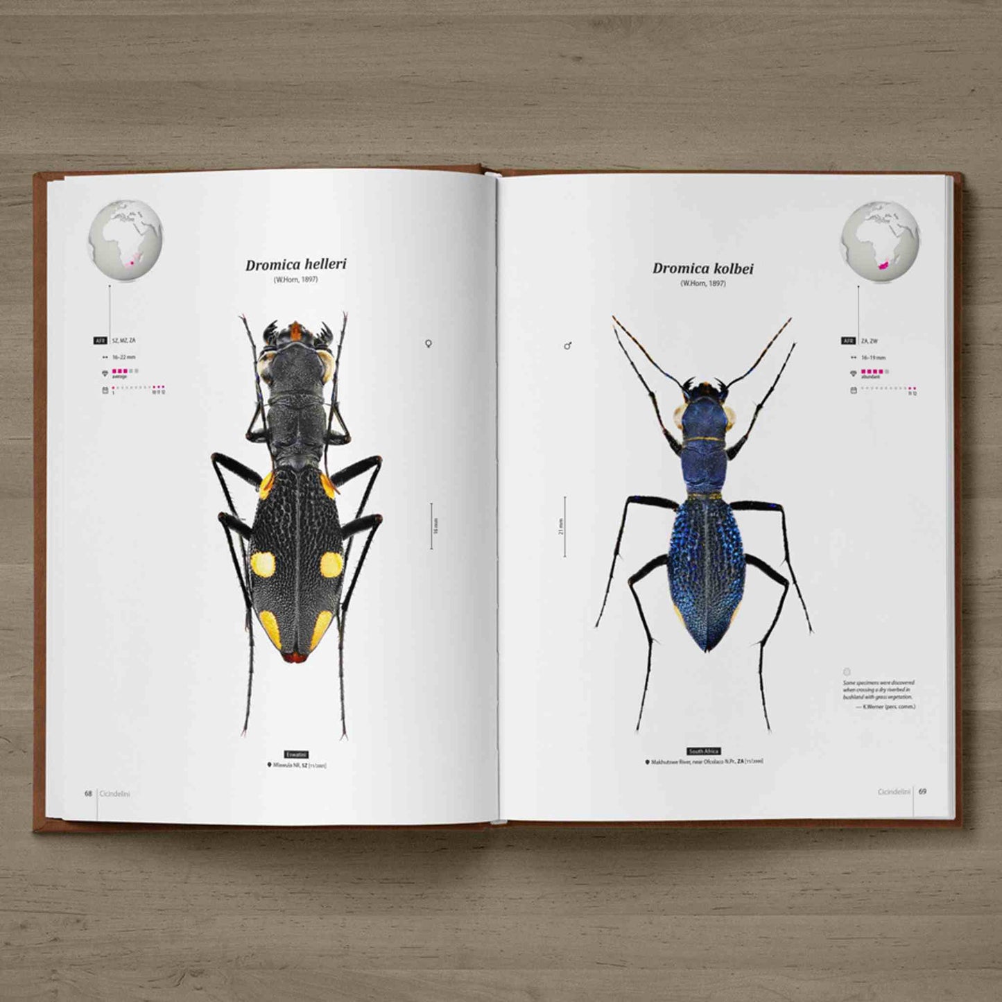 Tiger Beetles of Africa, Cicindelidae