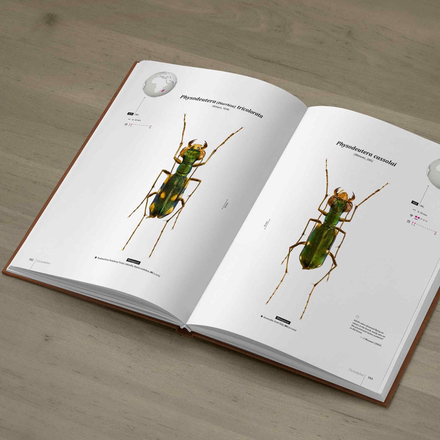 Tiger Beetles of Africa, Cicindelidae