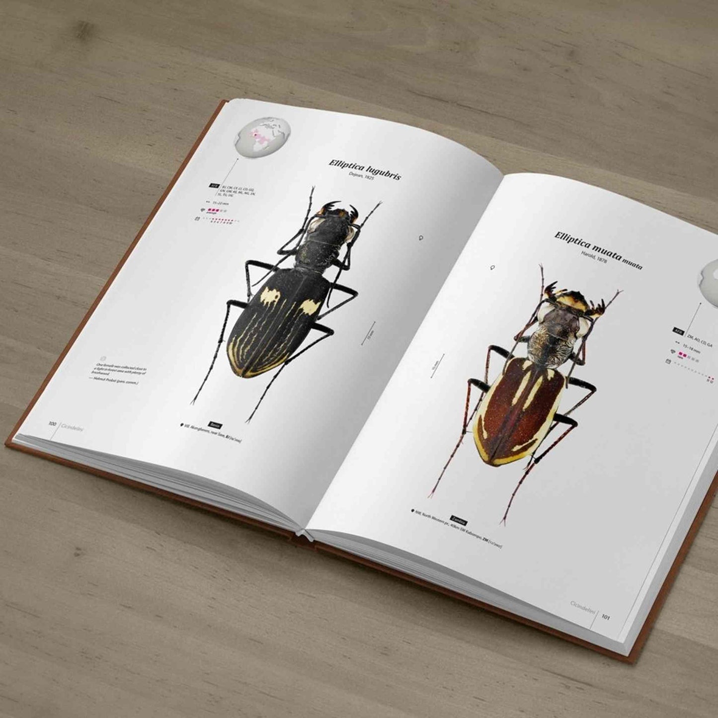 Tiger Beetles of Africa, Cicindelidae