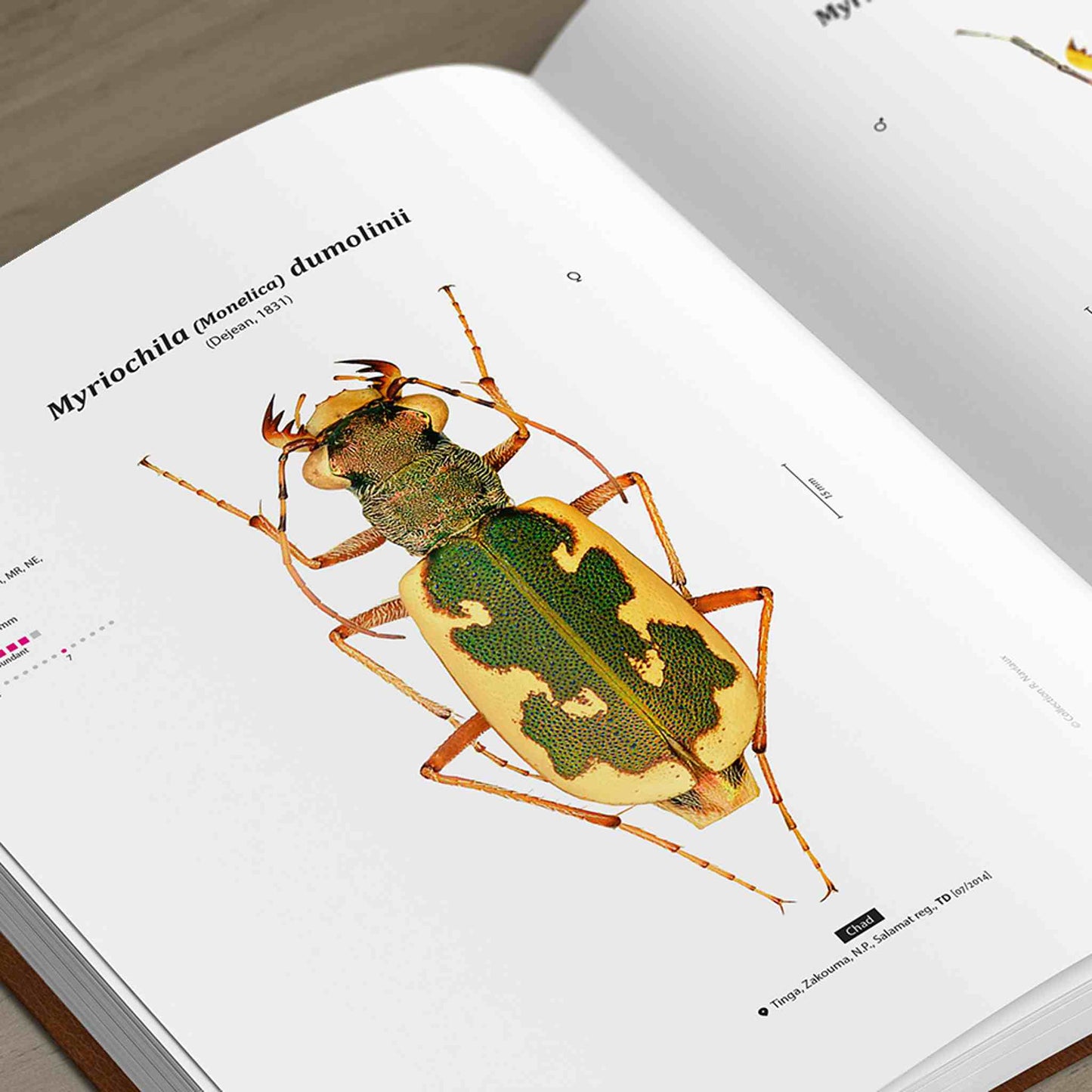 Tiger Beetles of Africa, Cicindelidae