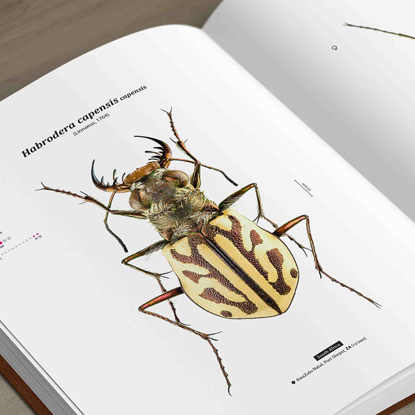 Tiger Beetles of Africa, Cicindelidae