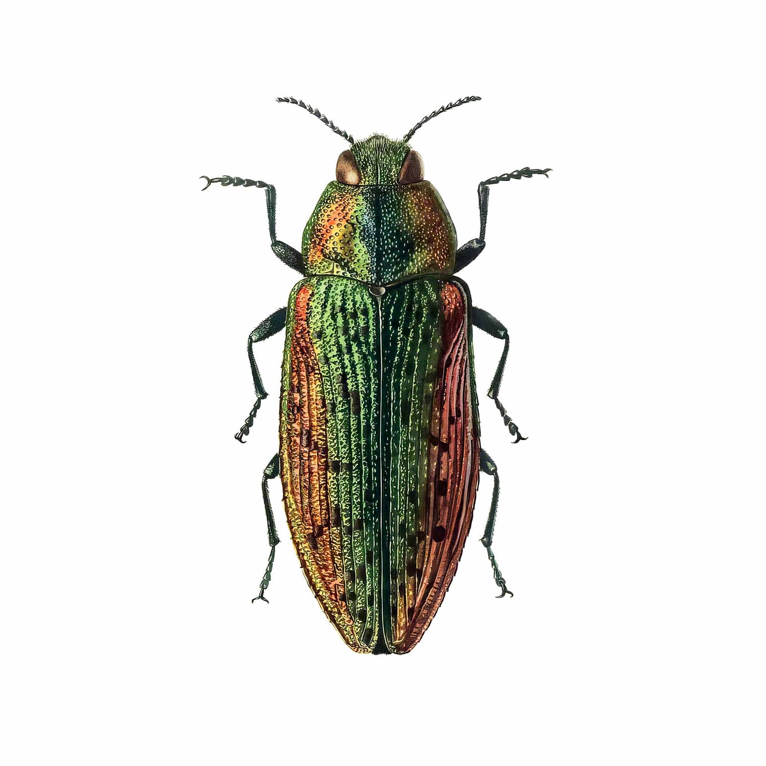 Buprestidae