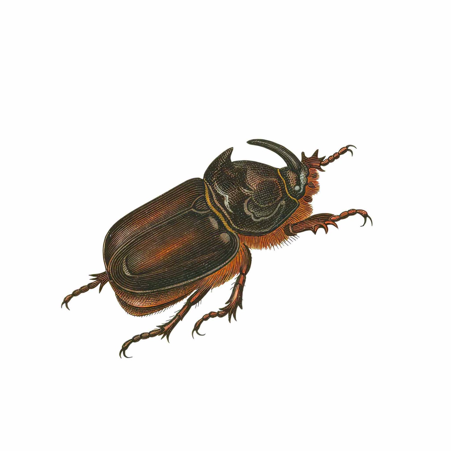 Dynastinae