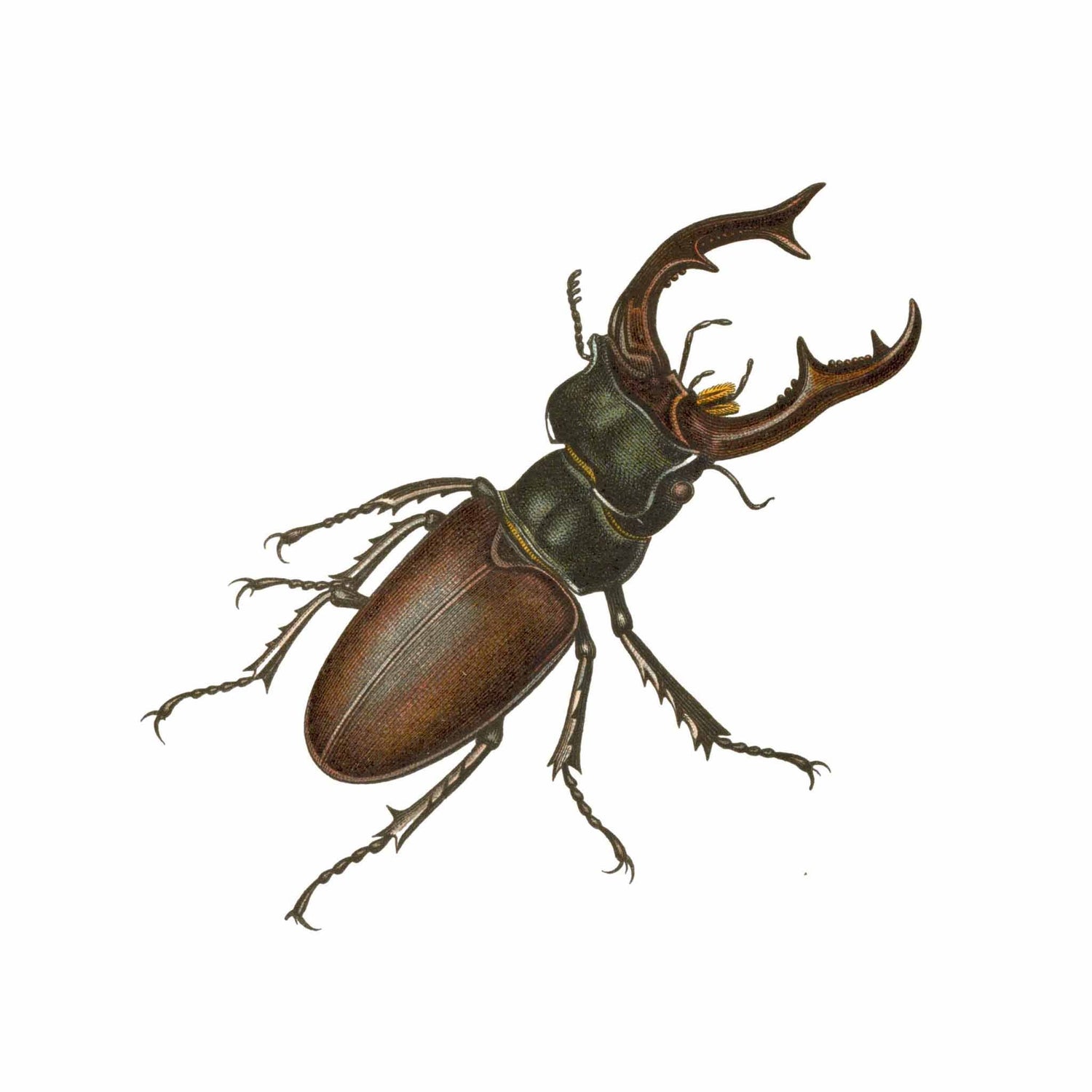 Lucanidae