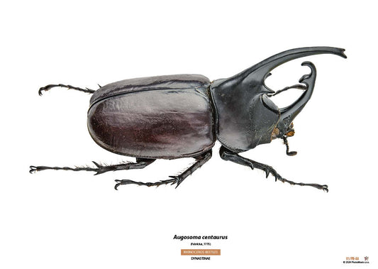 Augosoma centaurus