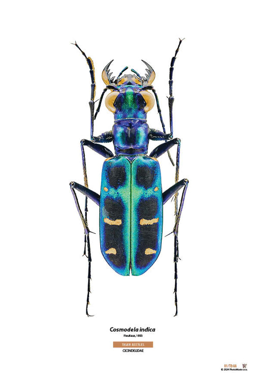 Cosmodela indica