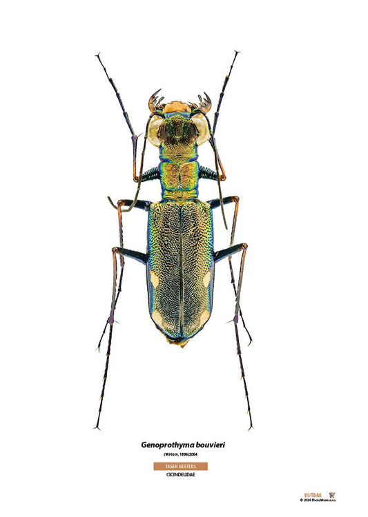 Genoprothyma bouvieri