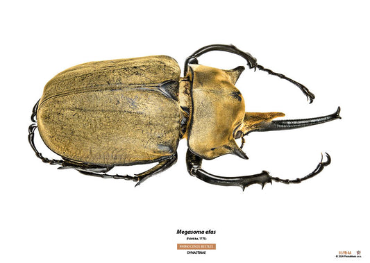 Megasoma efas