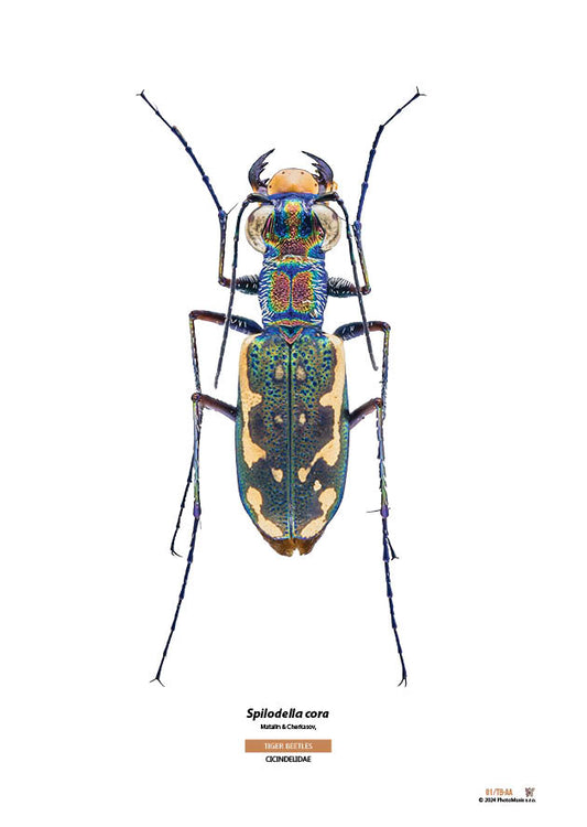 Spilodella cora
