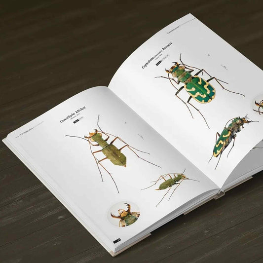 Tiger Beetles of the World, Cicindelidae